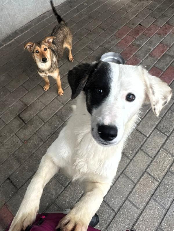 Clara Tenera Cagnolina